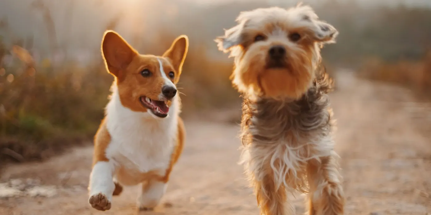 Two dogs running towards the camera down a track at sunset