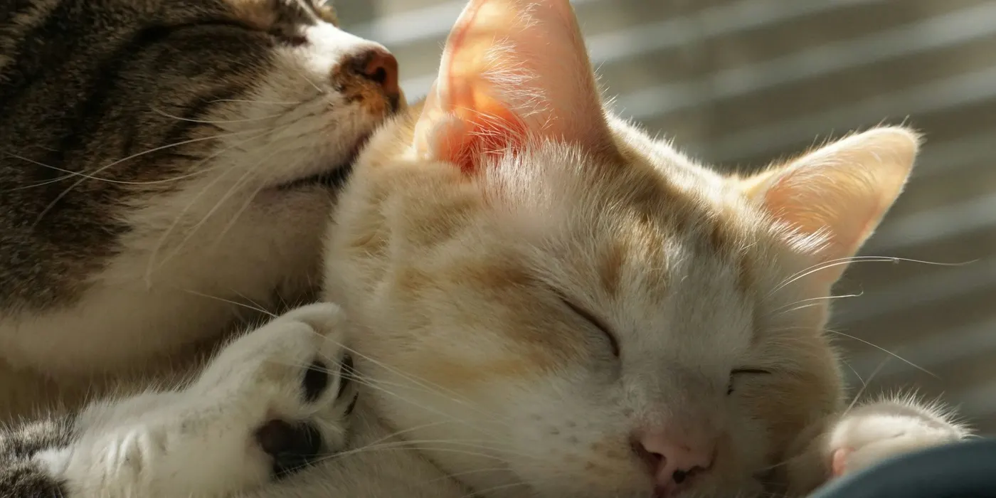 Two cats asleep together in the sun
