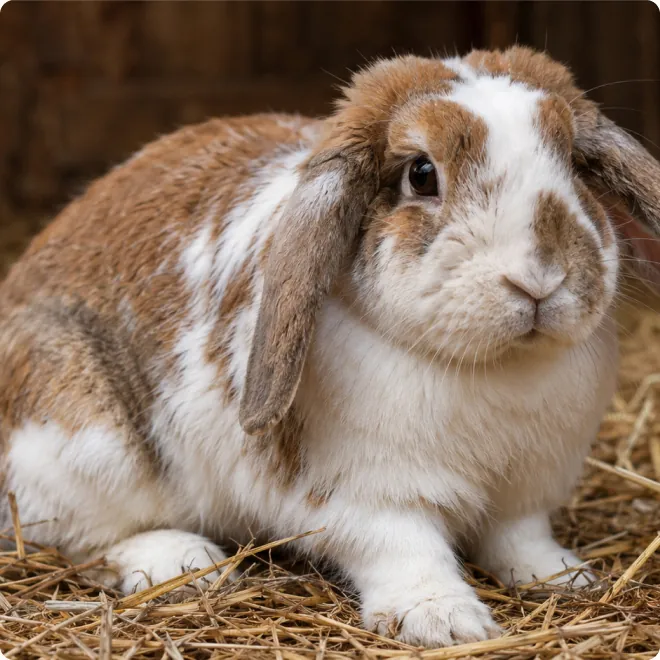 Shelters for Domestic Animals